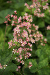 HEUCHERELLA Crimson Clouds