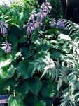 HOSTA Blue Cadet