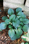 HOSTA Blue Mouse Ears