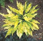 HOSTA Pineapple Upsidedown Cake