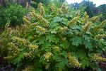 HYDRANGEA quercifolia Sikes Dwarf