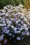 KALIMERIS incisa Blue Star