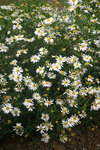 KALIMERIS integrifolia Daisy Mae