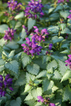 LAMIUM maculatum Ghost
