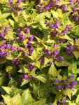 LAMIUM maculatum Lemon Frost