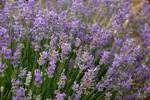 Spectacular dwarf with deep blue flowers