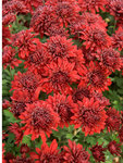 MUM Minnruby 