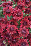 MUM Ruby Mound
