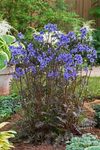 POLEMONIUM yezoense Purple Rain