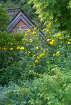 RUDBECKIA nitida Autumn Sun