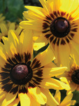 RUDBECKIA hirtaDenver Daisy