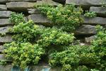 Yellow. Great ground cover. Does well in sun or part shade