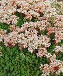SEDUM album Murale