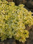 SEDUM makinoi Ogon