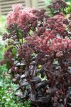 SEDUM Postman's Pride