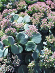 SEDUM Sieboldi