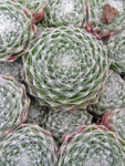 SEMPERVIVUM Ali