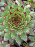 SEMPERVIVUM Bronco