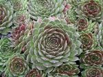 SEMPERVIVUM Red Tide