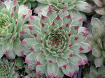 SEMPERVIVUM Sir Wm. Lawrence