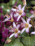 TRICYRTIS Tojen