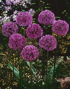 Alliums