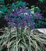 Camassias