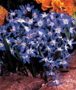 Chionodoxa