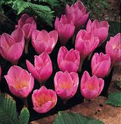 Fall Blooming Bulbs