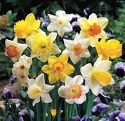 Daffodils