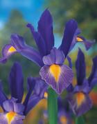 Dutch Iris