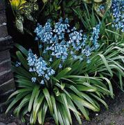 Specialty Bulbs