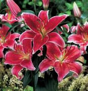 Lilies
