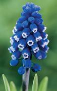 Muscari - Grape Hyacinths