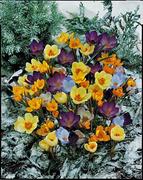 Crocus