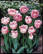 Tulips - Peony