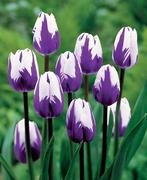 Tulips - Classic