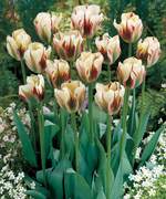 Tulip viridiflora