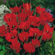 Tulips - Early Blooming 