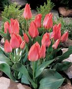 Tulips - Bouquet