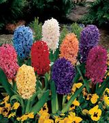 Hyacinths