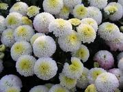 Button Mums