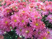 Single Flowered Daisy Mums