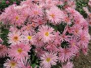 Spoon & Quill Mums