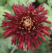 Garden Mums