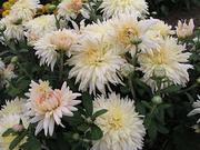 Large Flowered Garden Mums