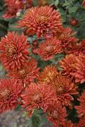 Special Mum Collection