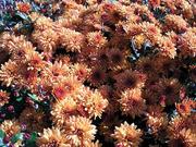 Spectacular Cushion Mums