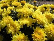 Cushion Mums
