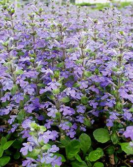 Lush mat-like green foliage and blue flowers.